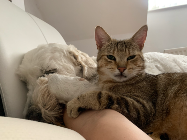 Found Cat - Portadown