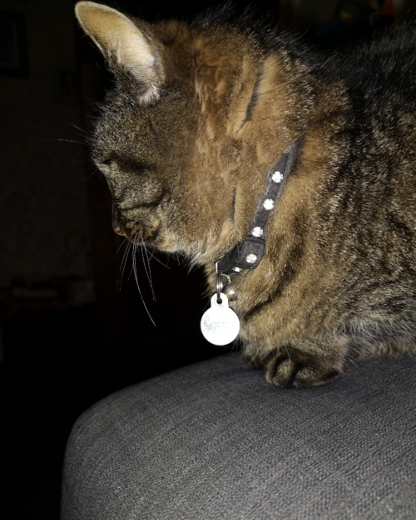 Found Cat - Harrogate