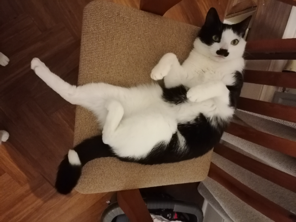 Missing Cat - Stirling