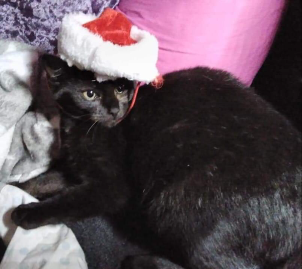 Missing Cat - Ottery Saint Mary