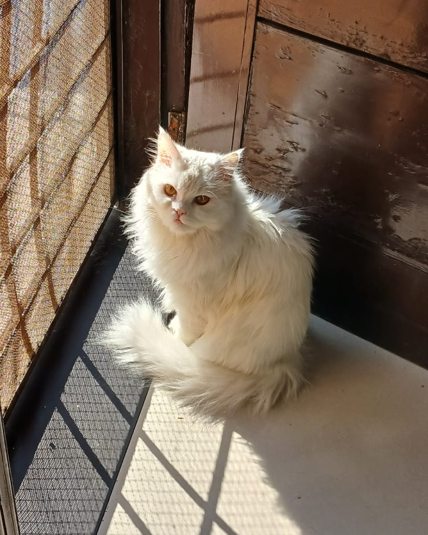 Missing Cat - Lahore