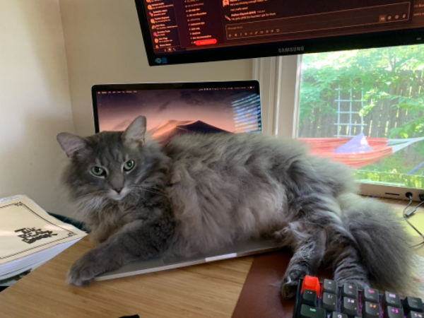 Missing Cat - Morebattle