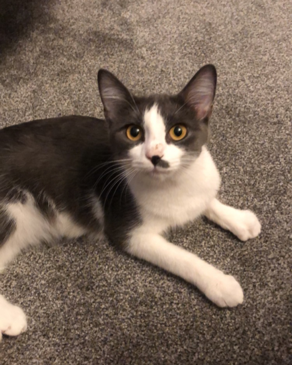 Missing Cat - Kirkby Thore