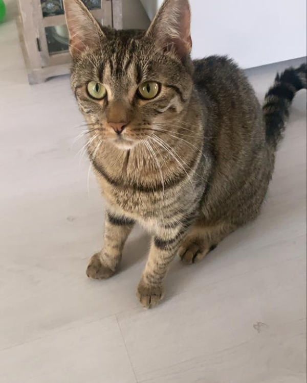 Missing Cat - Dalkeith