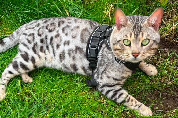 Found Cat - Great shelford 