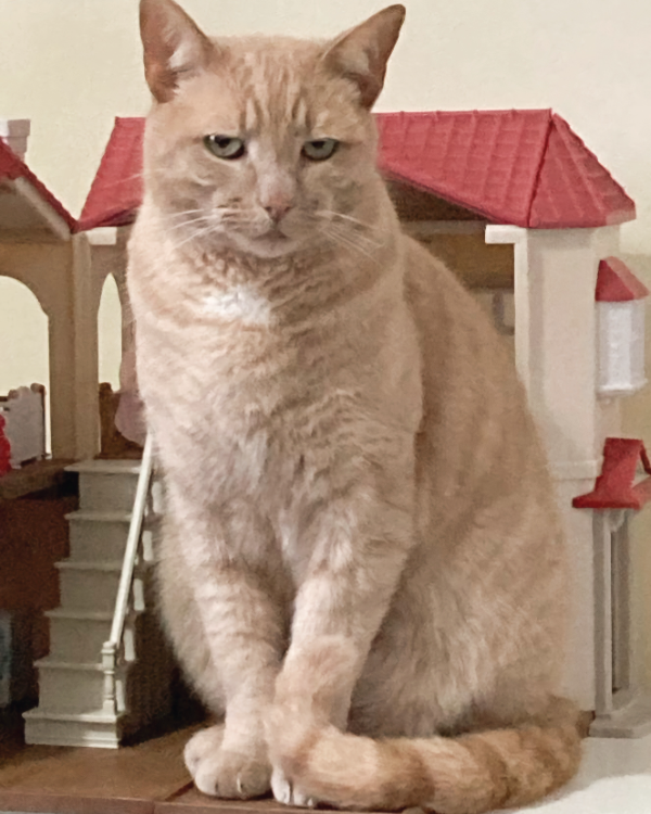 Missing Cat - Waterlooville