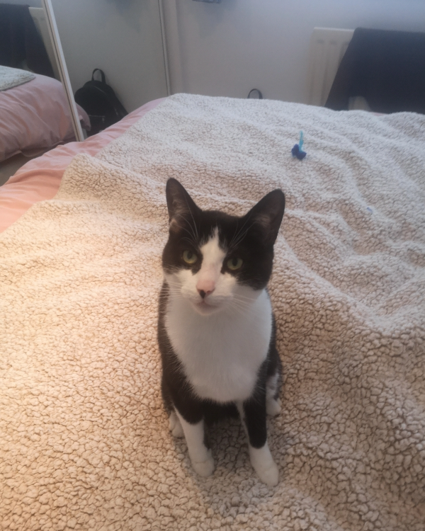 Missing Cat - Carrickfergus