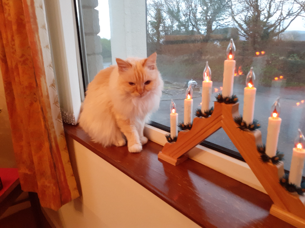 Missing Cat - Cardigan