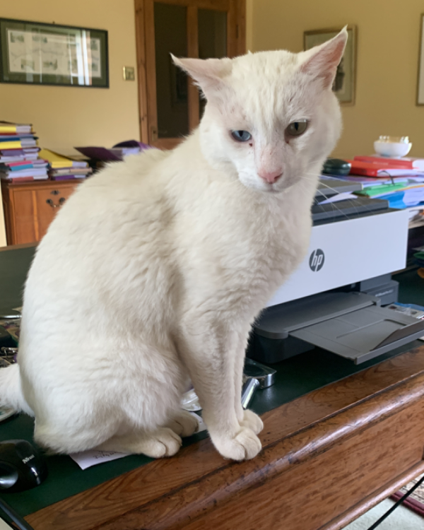 Missing Cat - Harton