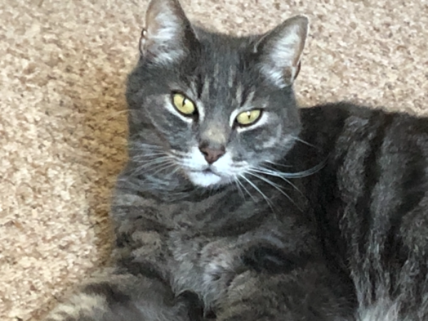 Missing Cat - Ilfracombe