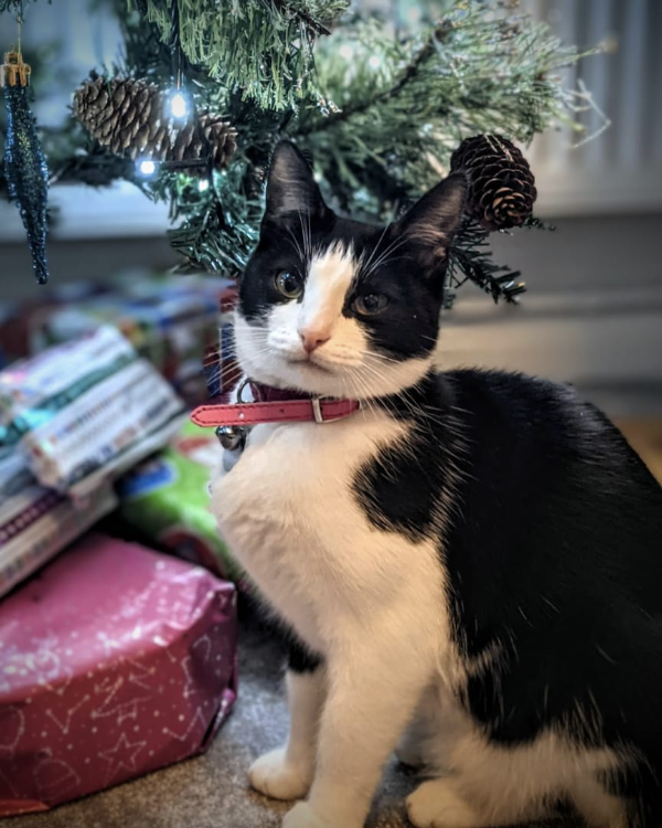 Missing Cat - Salisbury