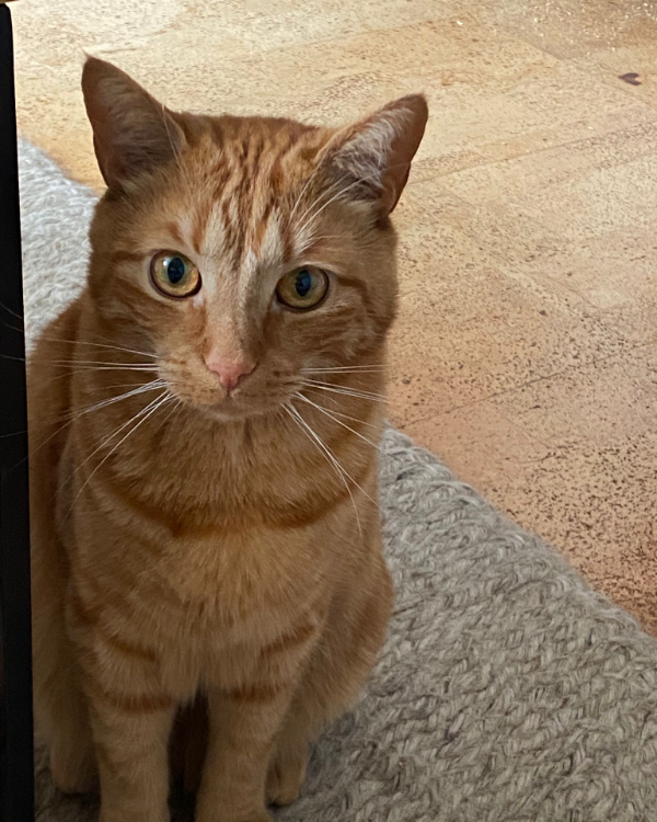 Missing Cat - Brighton and Hove