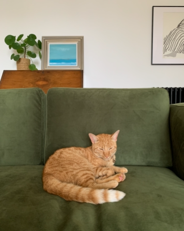 Found Cat - Bridge of Weir