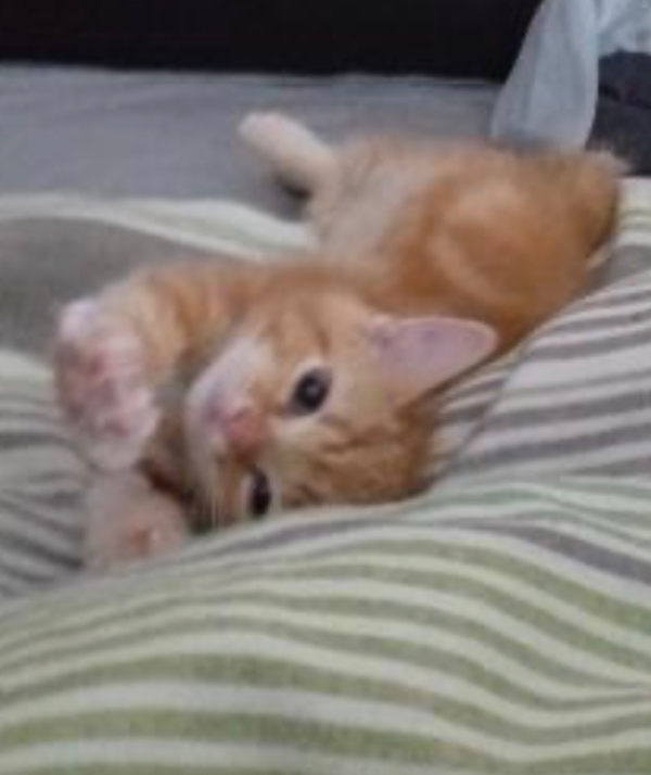 Missing Cat - Buckley