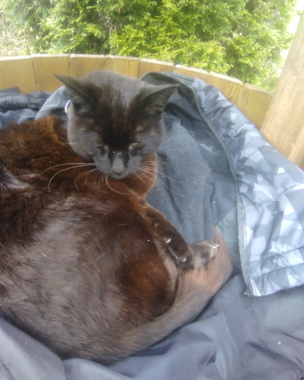 Missing Cat - Monaghan emyvail