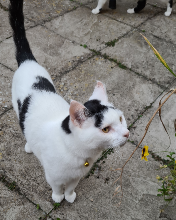 Missing Cat - Malvern