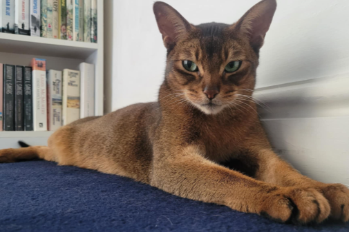 Found Cat - Rhosgoch