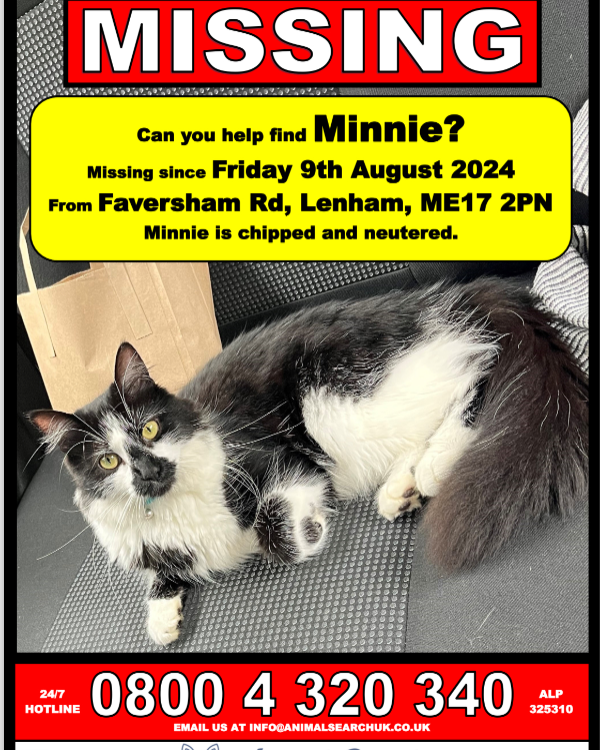 Missing Cat - Lenham