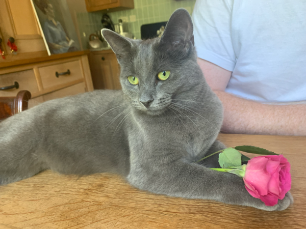 Missing Cat - Salisbury