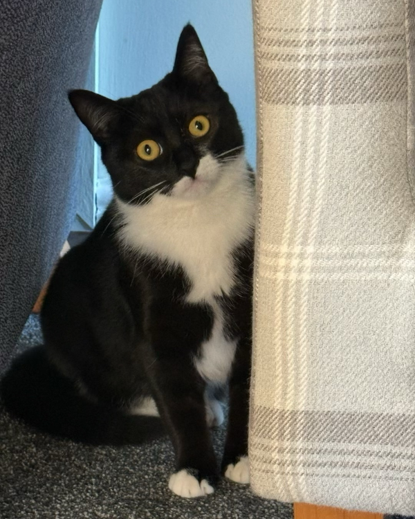 Missing Cat - Forest