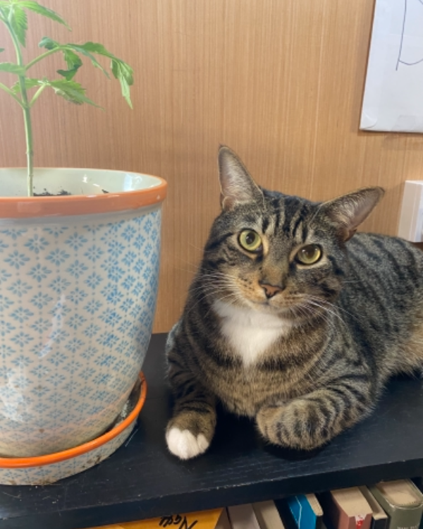 Found Cat - Billinghay