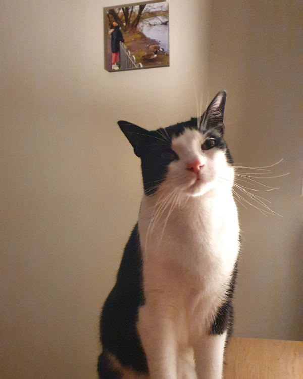 Missing Cat - 59 aldgrove w