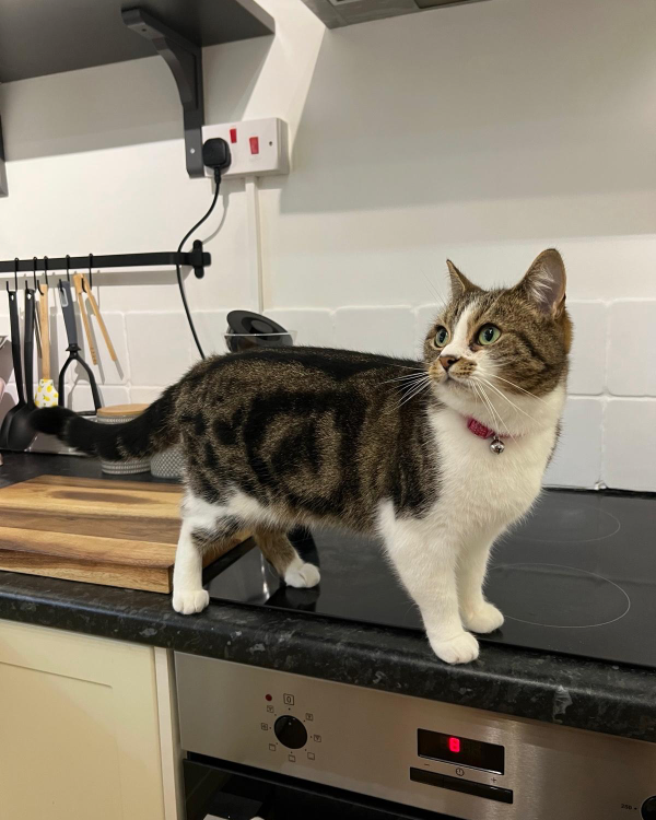 Missing Cat - Chandler's Ford