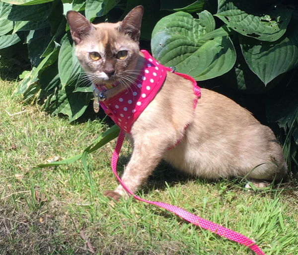 Missing Cat - Scalby