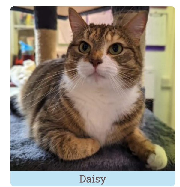 Missing Cat - Millisle