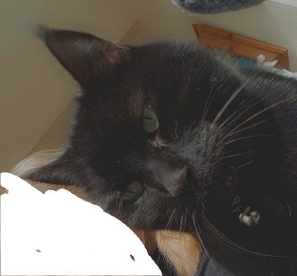 Missing Cat - Lowestoft