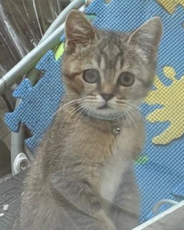 Missing Cat - Oldbury