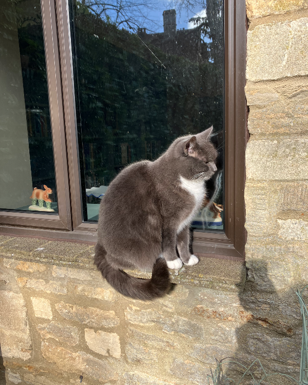 Missing Cat - Cirencester