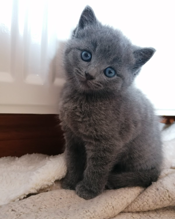 Missing Cat - Buckie