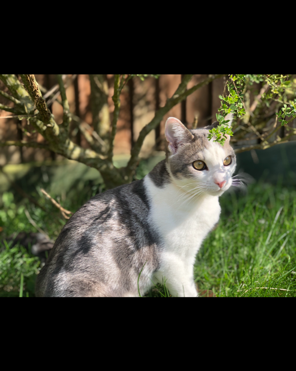 Missing Cat - Ludgershall
