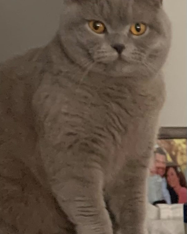 Missing Cat - Lee, Ellesmere