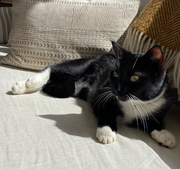 Missing Cat - Unknown