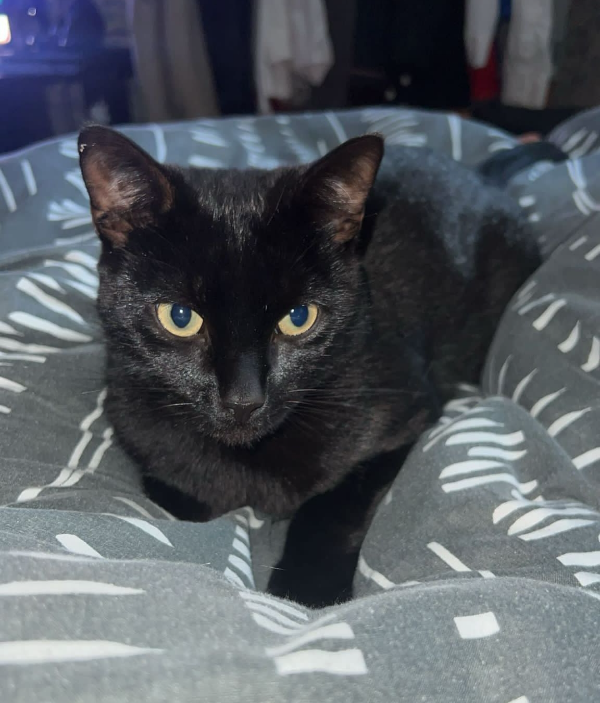 Missing Cat - Beverley