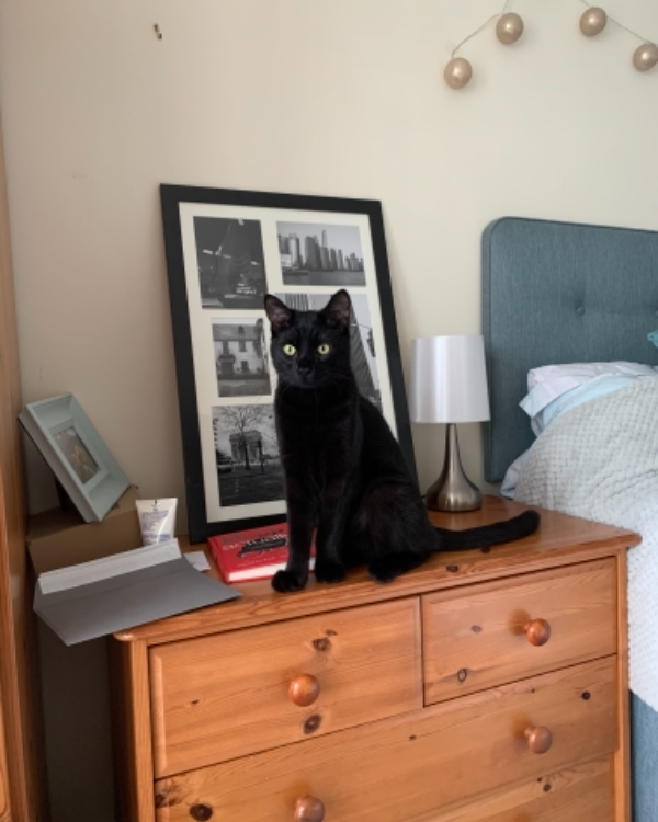 Missing Cat - Lostwithiel
