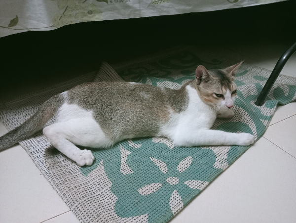 Missing Cat - Cumilla