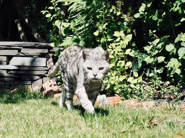 Found Cat - deiniolen 24/5/22 UPDATE HE IS HOME 