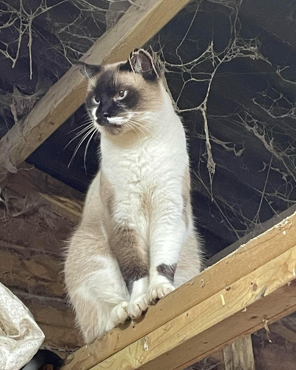 Missing Cat - Cherry Willingham