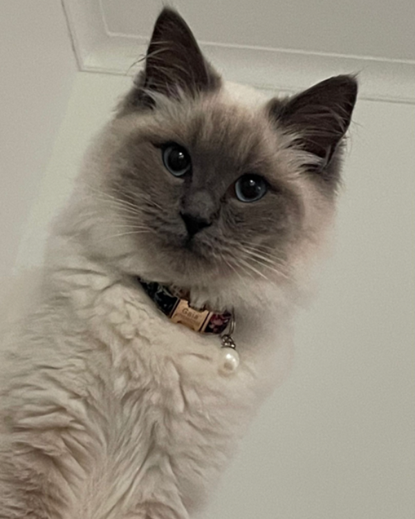 Found Cat - NP11 Area