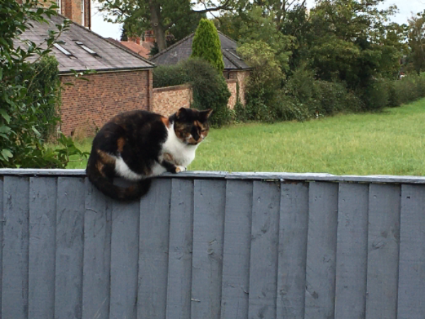 Missing Cat - Easingwold