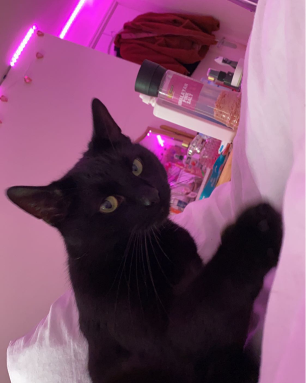 Missing Cat - Sowerby