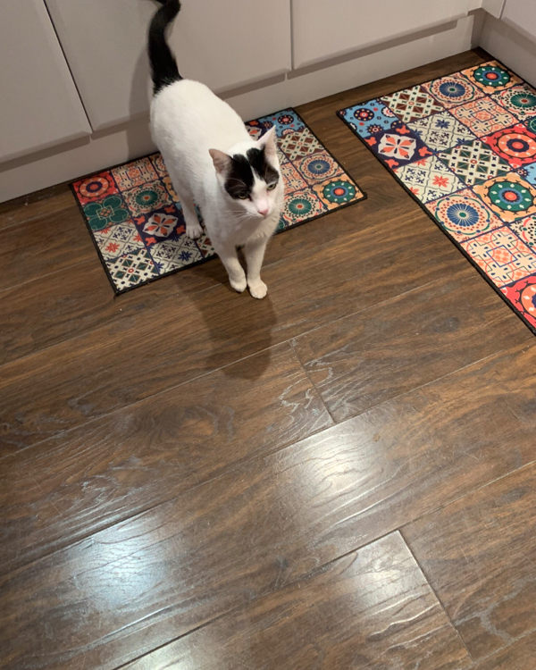 Missing Cat - Carnoustie