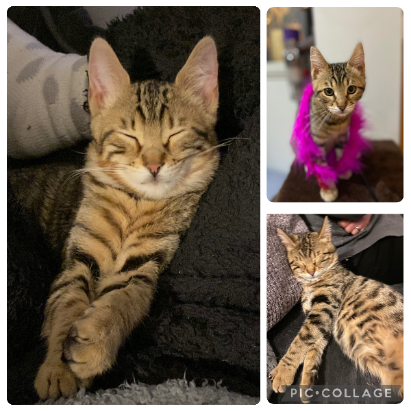 Missing Cat - Cardiff