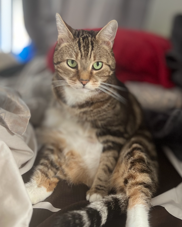 Missing Cat - Addlestone