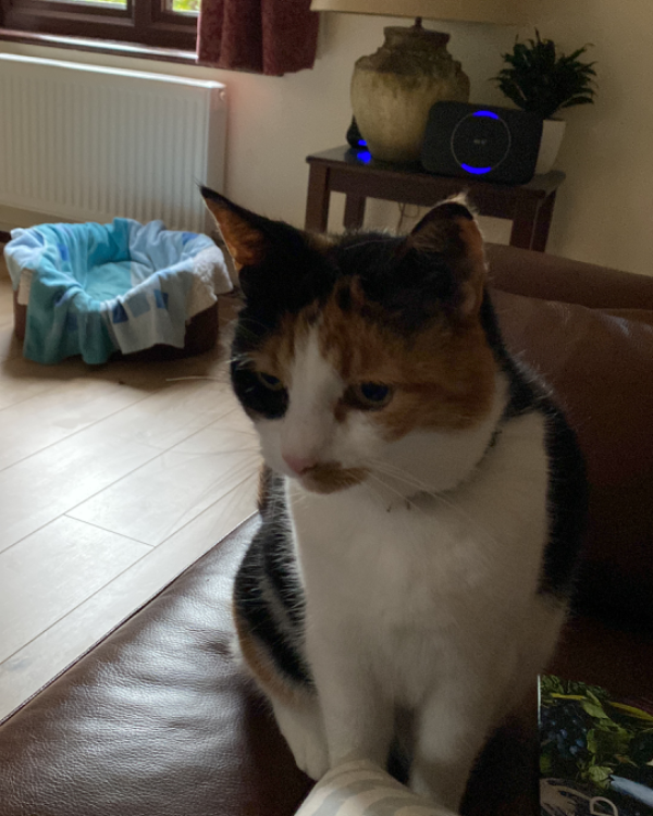 Missing Cat - Poringland