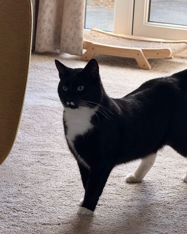 Found Cat - Towcester