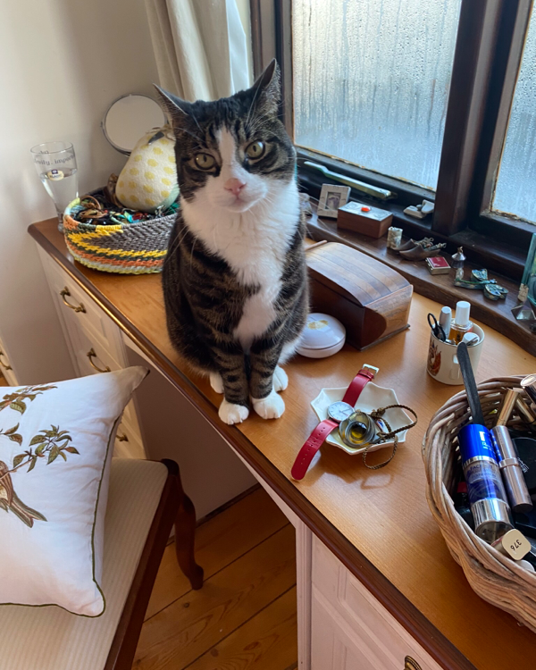 Found Cat - Liskeard